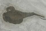 Eurypterus (Sea Scorpion) Fossil - New York #173019-1